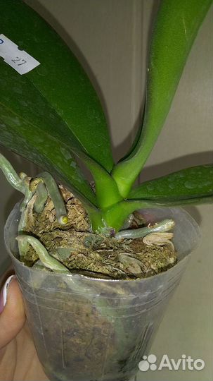 Орхидея Miki Dancer