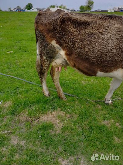 Корова и бык