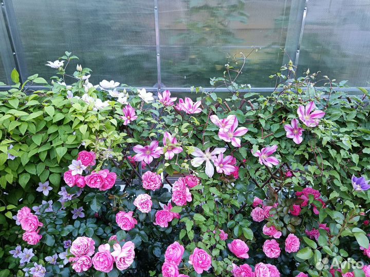 Роза Леонардо да Винчи