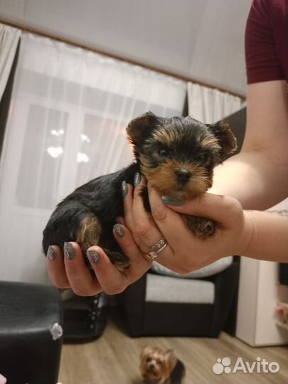 Йокширский терьер мини