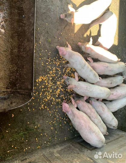 Поросенок ландрас