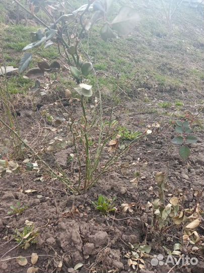 Розы саженцы, плетистые,шрабы,флорибунды, спреи