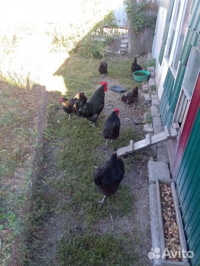 Куры несушки -семья