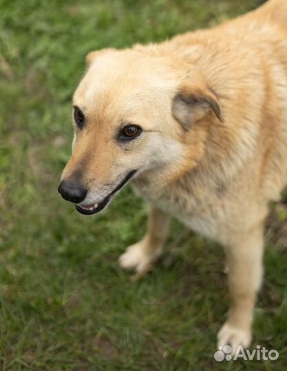 Молодая дружелюбная собака Пуговка в добрые руки