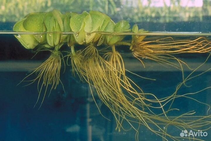 Сальвиния ушастая