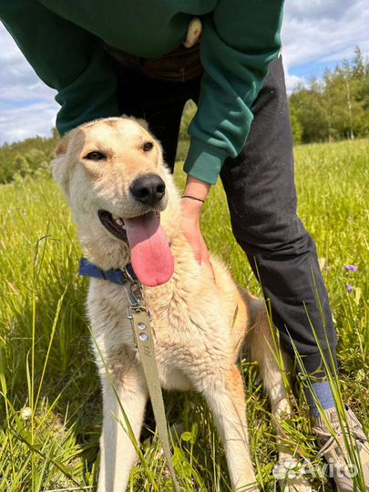 Щенки подростки в добрые руки