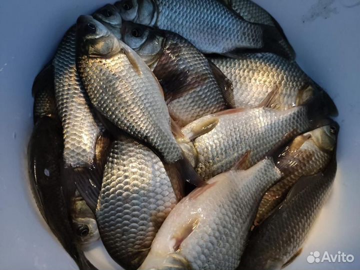 Рыбалка и отдых в Ярославле