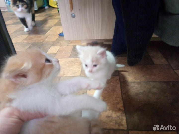 Котятя в добрые руки