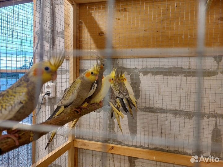 Попугай карелла птенцы