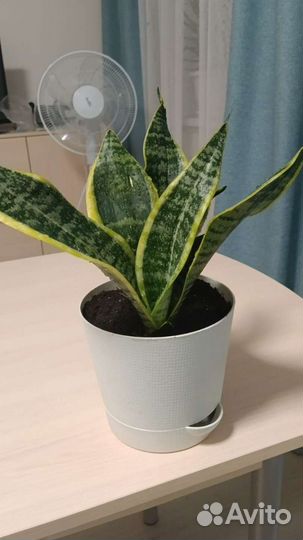 Сансевиерия