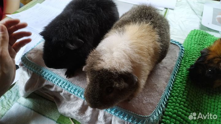 Морская свинка, домашний любимец