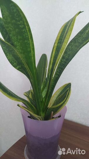 Сансевиерия