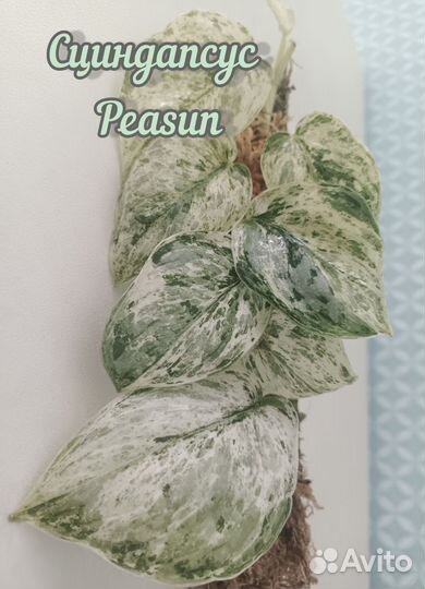 Сциндапсус Peasun