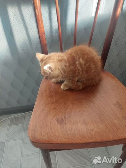 Отдам в добрые руки, кошечку
