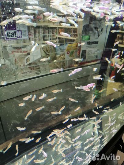 Белые гуппи