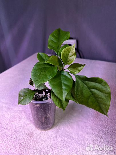 Бугенвиллия розовая