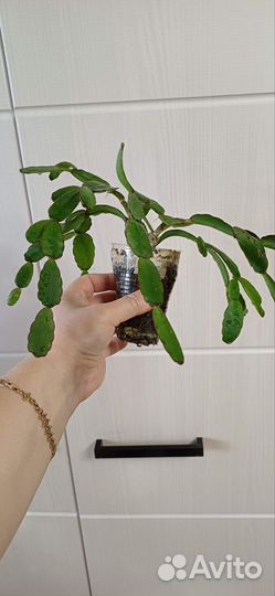 Рипсалидопсис