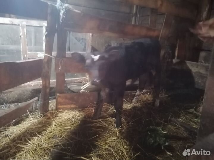 Бычок Абердин