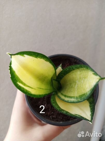 Сансевиерия солид голд