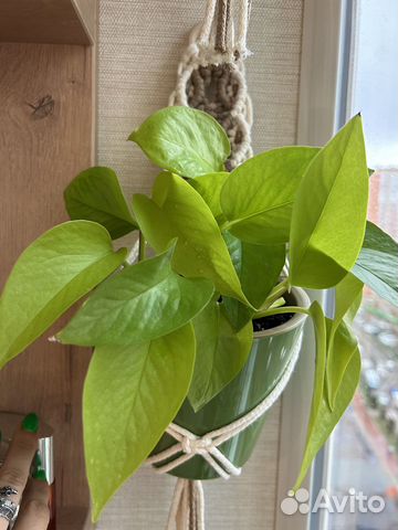 Сциндапсус