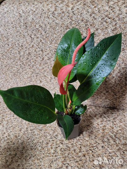 Антуриум Шерцера сорт Линдси