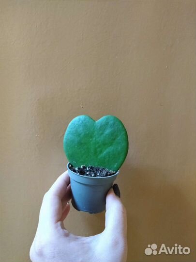 Хойя Керри / Hoya Kerrii