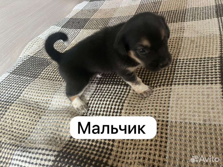 Собаки бесплатно в добрые руки щенки