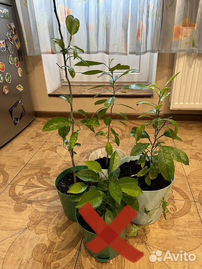 Мандарин /calamondino