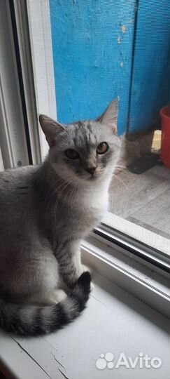 Шотладская кошка