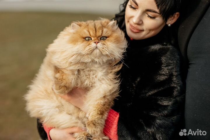 Случка кота