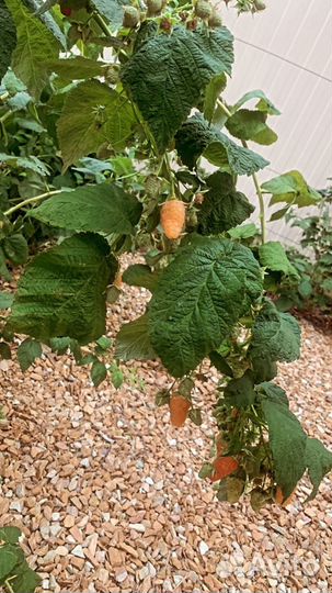 Ремонтантная малина оранжевое чудо