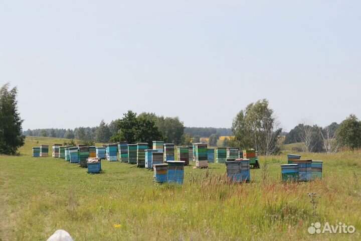 Мёд с Тамбова 2023 года