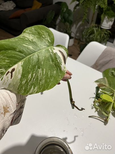 Монстера альба