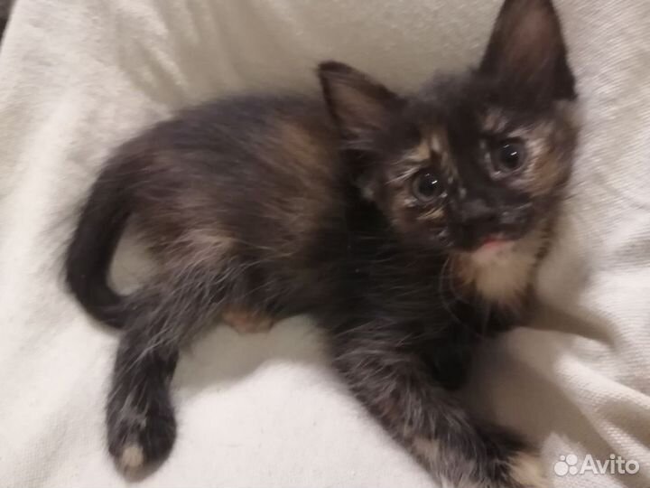 Рыжий котенок с документами