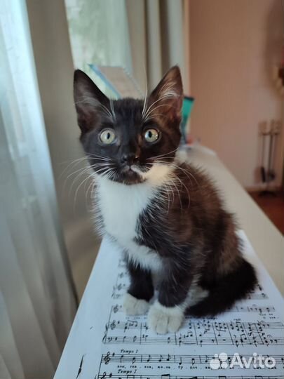 Котенок девочка в добрые руки