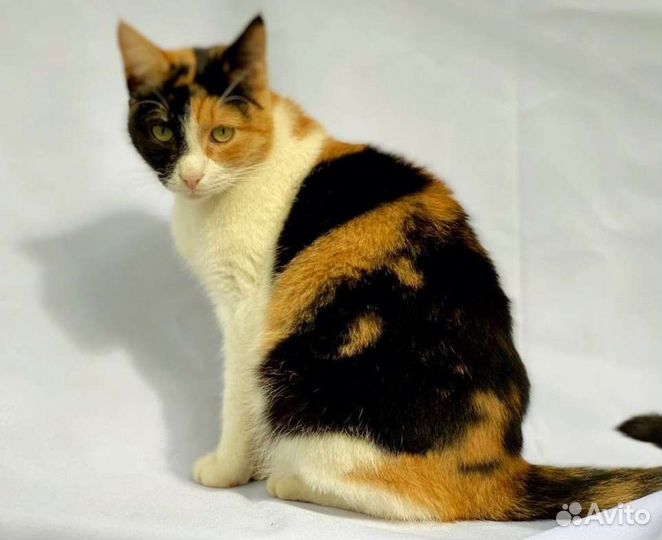 Трехцветная кошка Агата