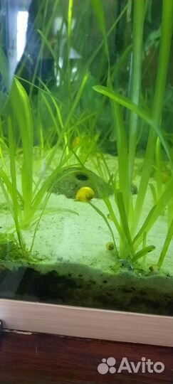 Улитки ампулярии