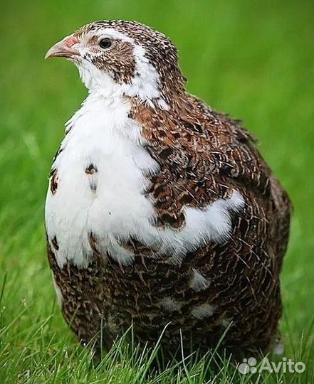 Яйца перепела из Племрепродутора №1