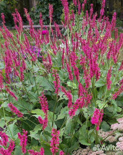 Многолетники/Цветы/Растения