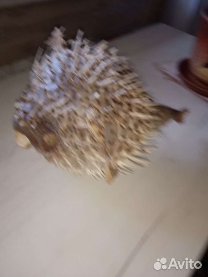 Чучело рыбы и створки большой ракушки