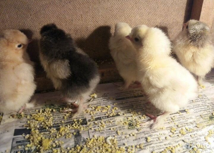 Цыплята бройлер,утка,несушка, гусь, индюк,мулард
