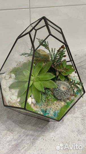 Флорариум с эхеверией