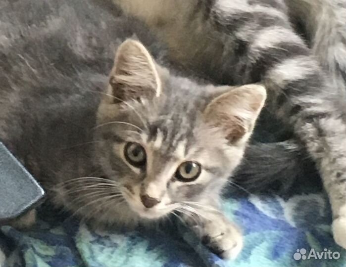 Мраморный котенок (мальчуган)