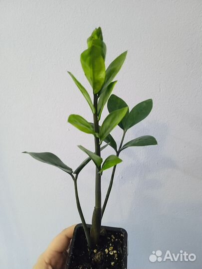 Замиокулькас