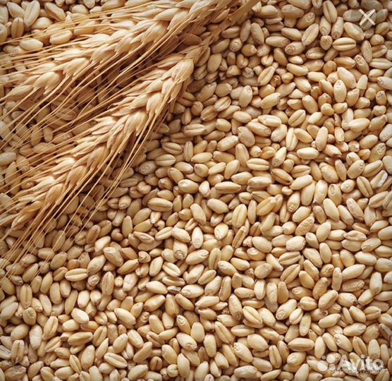 Пшеница, рожь, овес