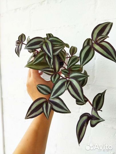 Традесканция зебрина