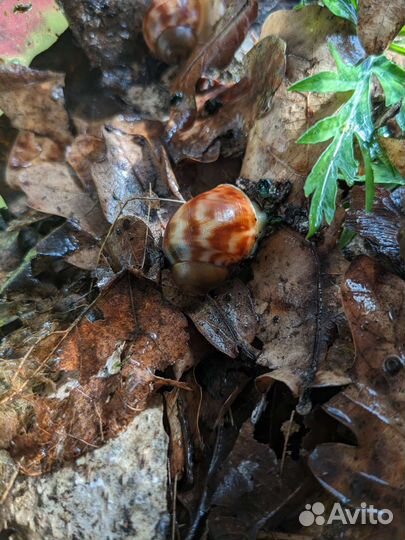 Архахатина сп бенин