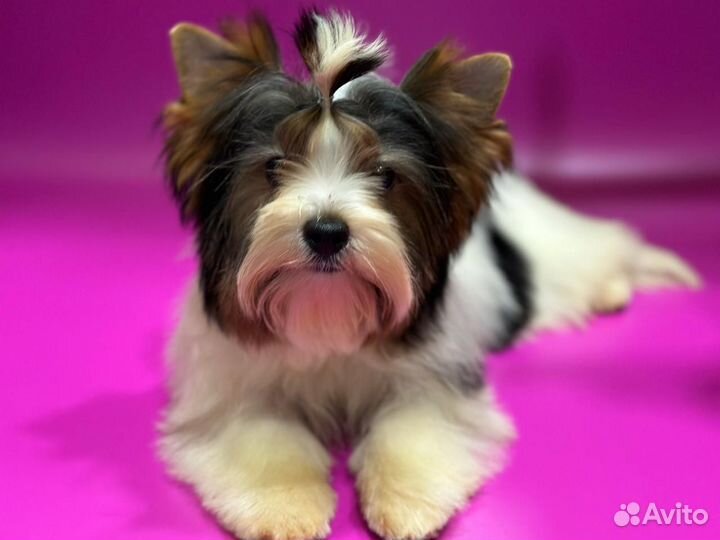 Щенки бивер йорка девочка