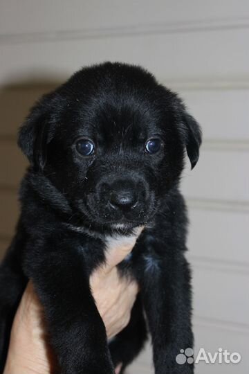 Щенки метисы лабрадора