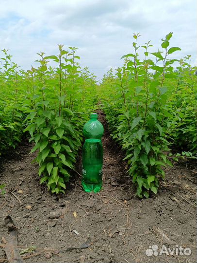 Подвой антипка яблоня груша алыча клён